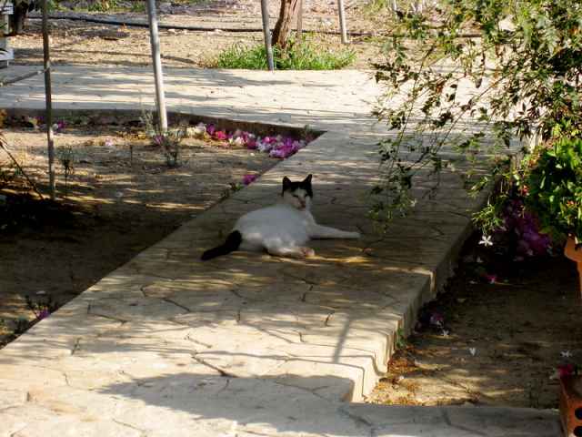 Holy Monastery of Saint Nicholas of the Cats, Akrotiri, Cyprus 