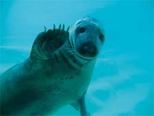 A friendly seal at the Musee de la Mer in Biarritz, France