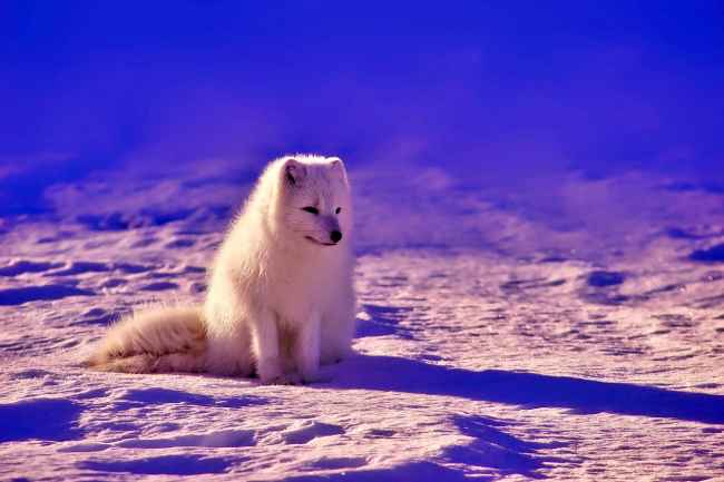 Arctic fox in Norway