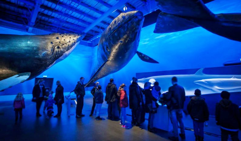 Whales of Iceland Museum, Reykjavik, Iceland